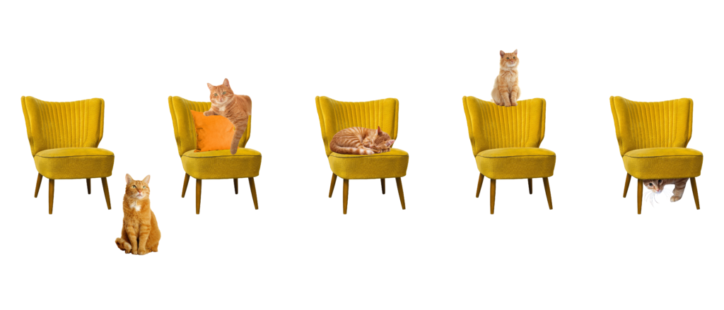 photo shows 5 yellow chairs with orange cats arranged in this manner: chair 1 the cat is near the chair, chair 2 the cat is positioned on a cushion on the chair, chair 3 the cat is curled up on the chair, chair 4 the cat is perched on top of the chair, chair 5 the cat is hiding under the chair.